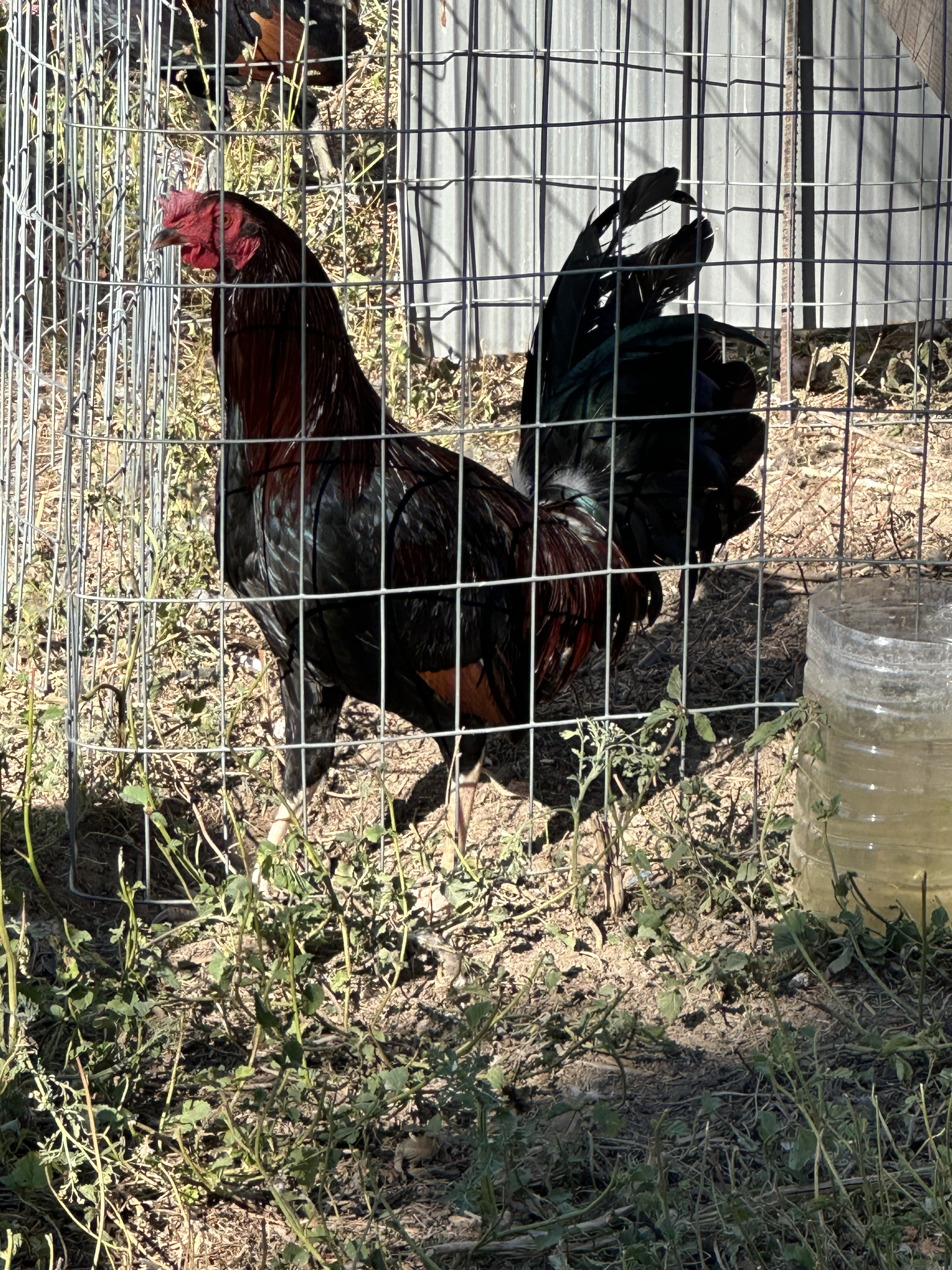Kelso Cock Image