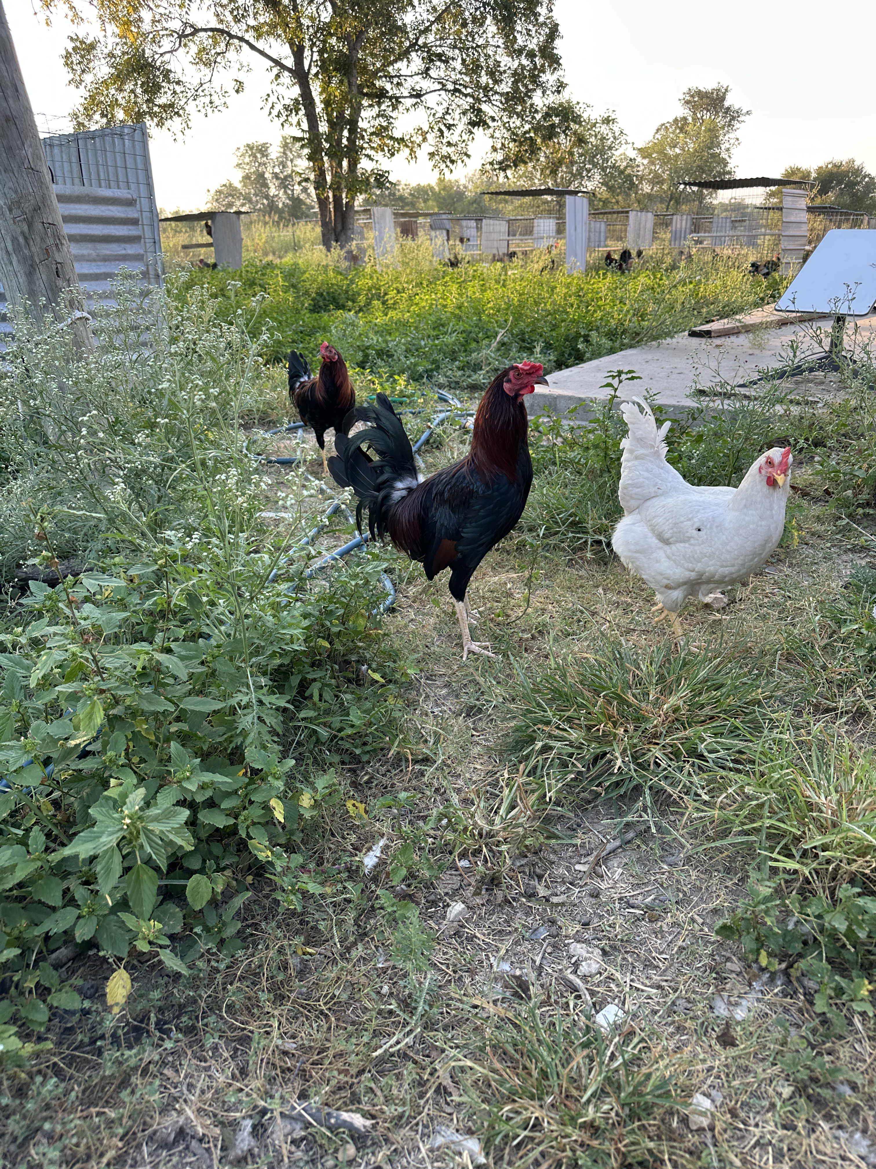Kelso Cock Image