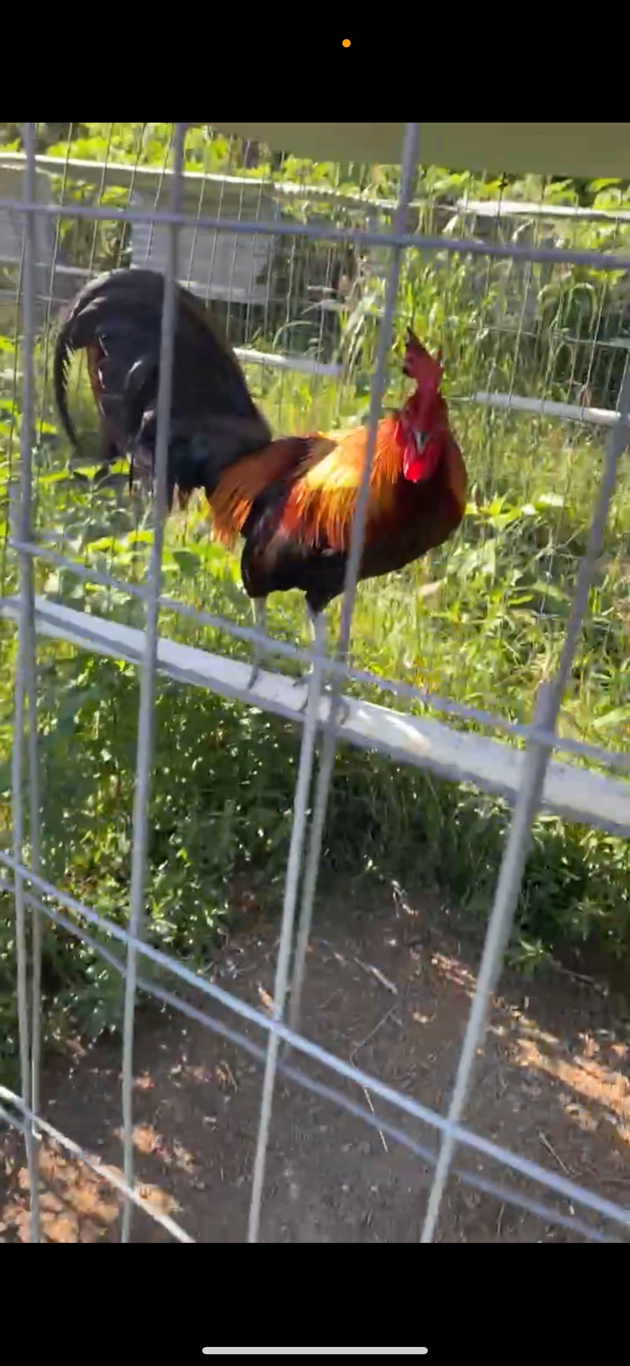Lieper Cock Image