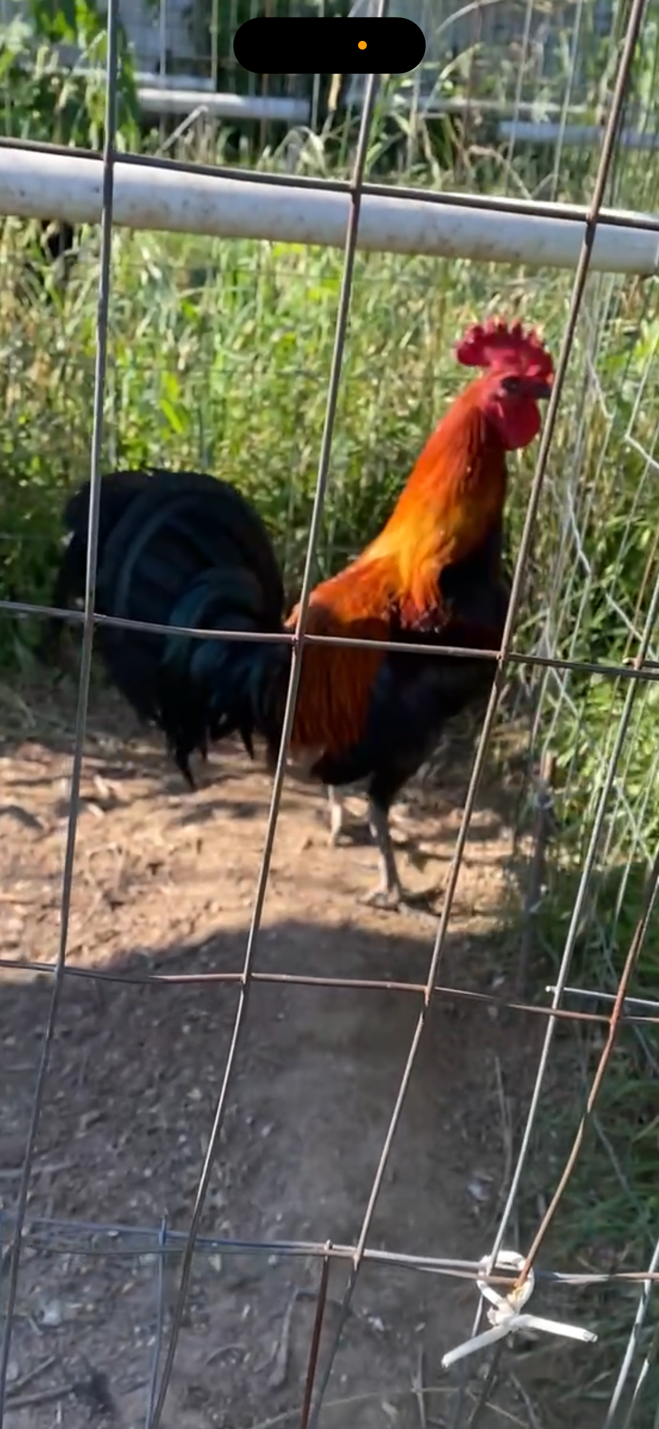 Lieper Cock Image