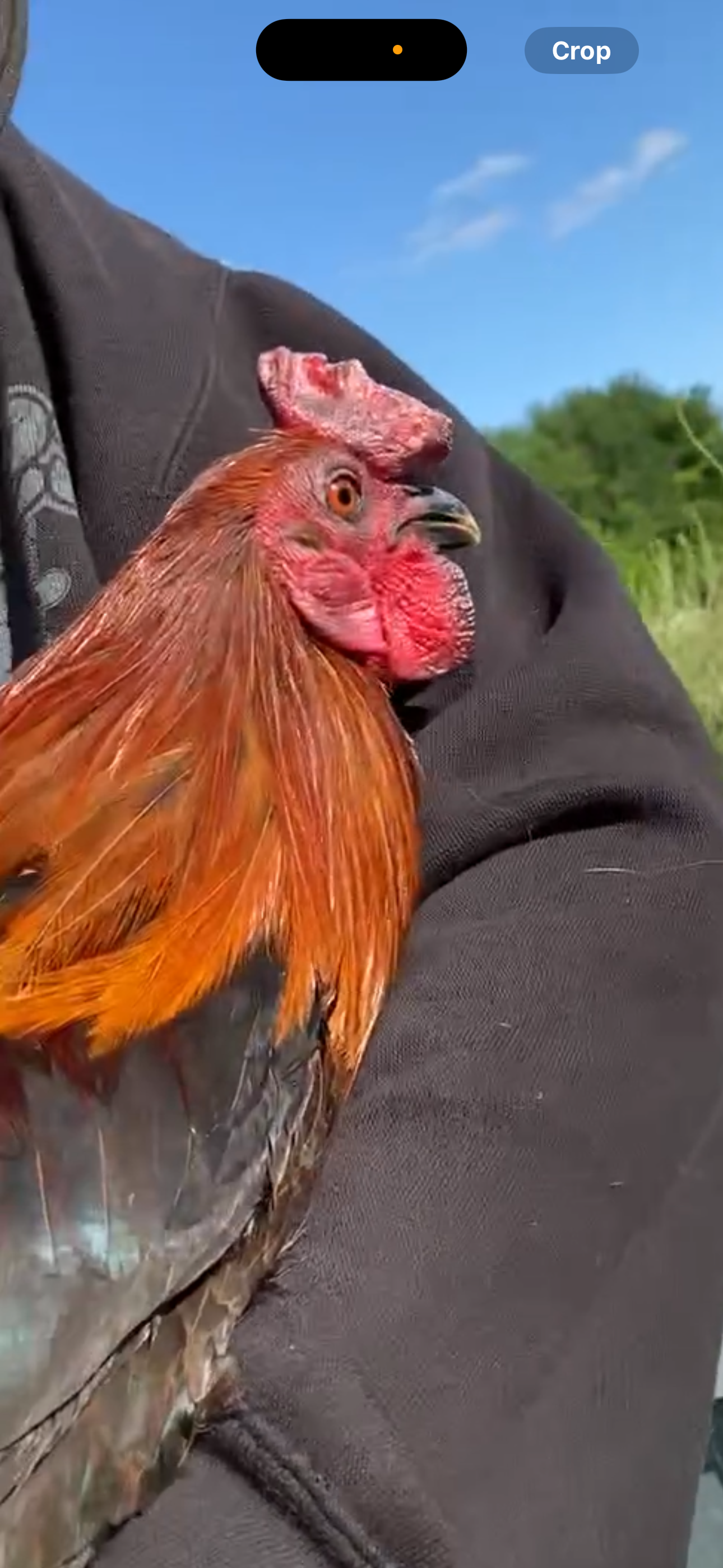 Lieper Cock Image