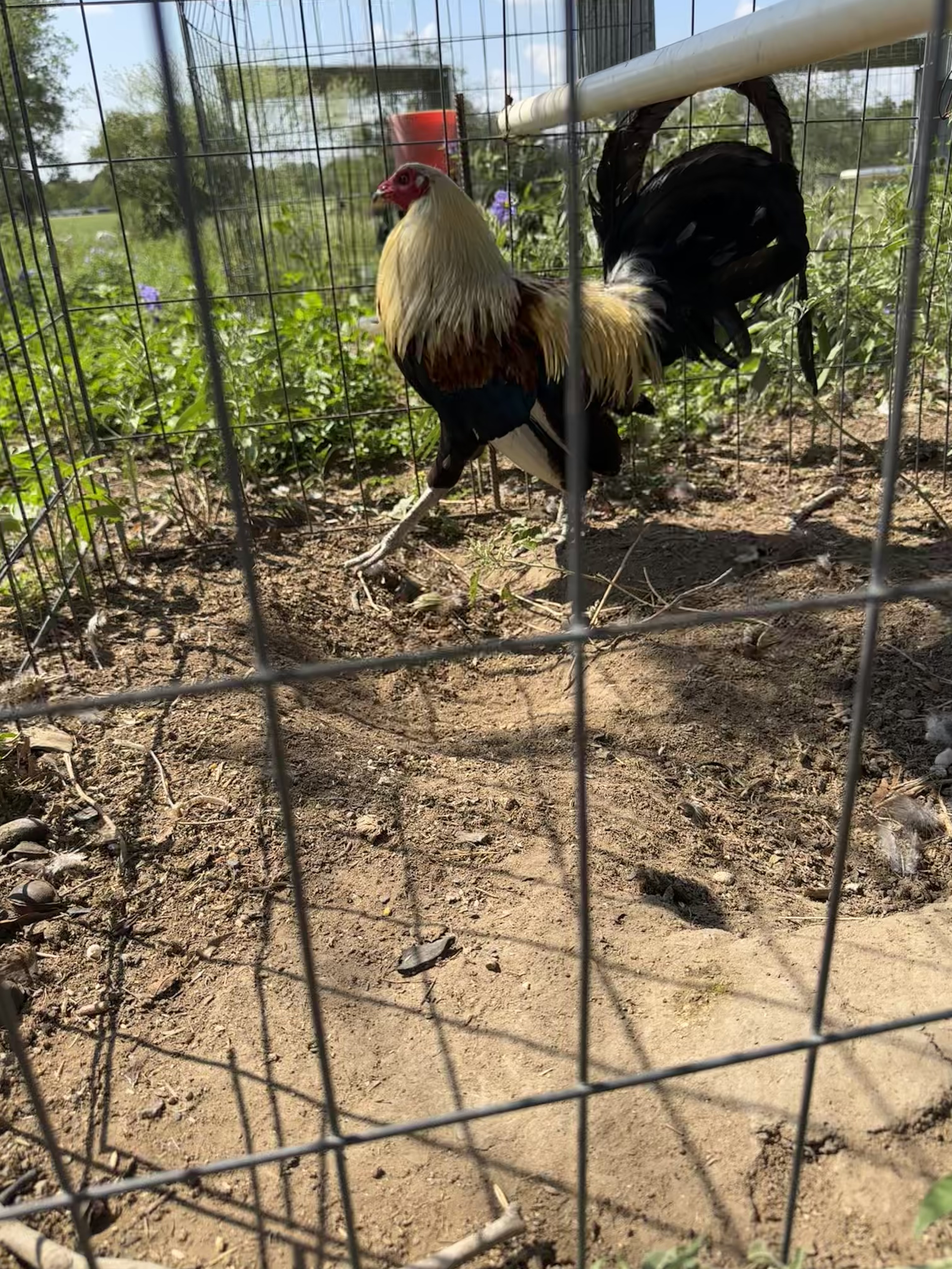 Grey Cock Image