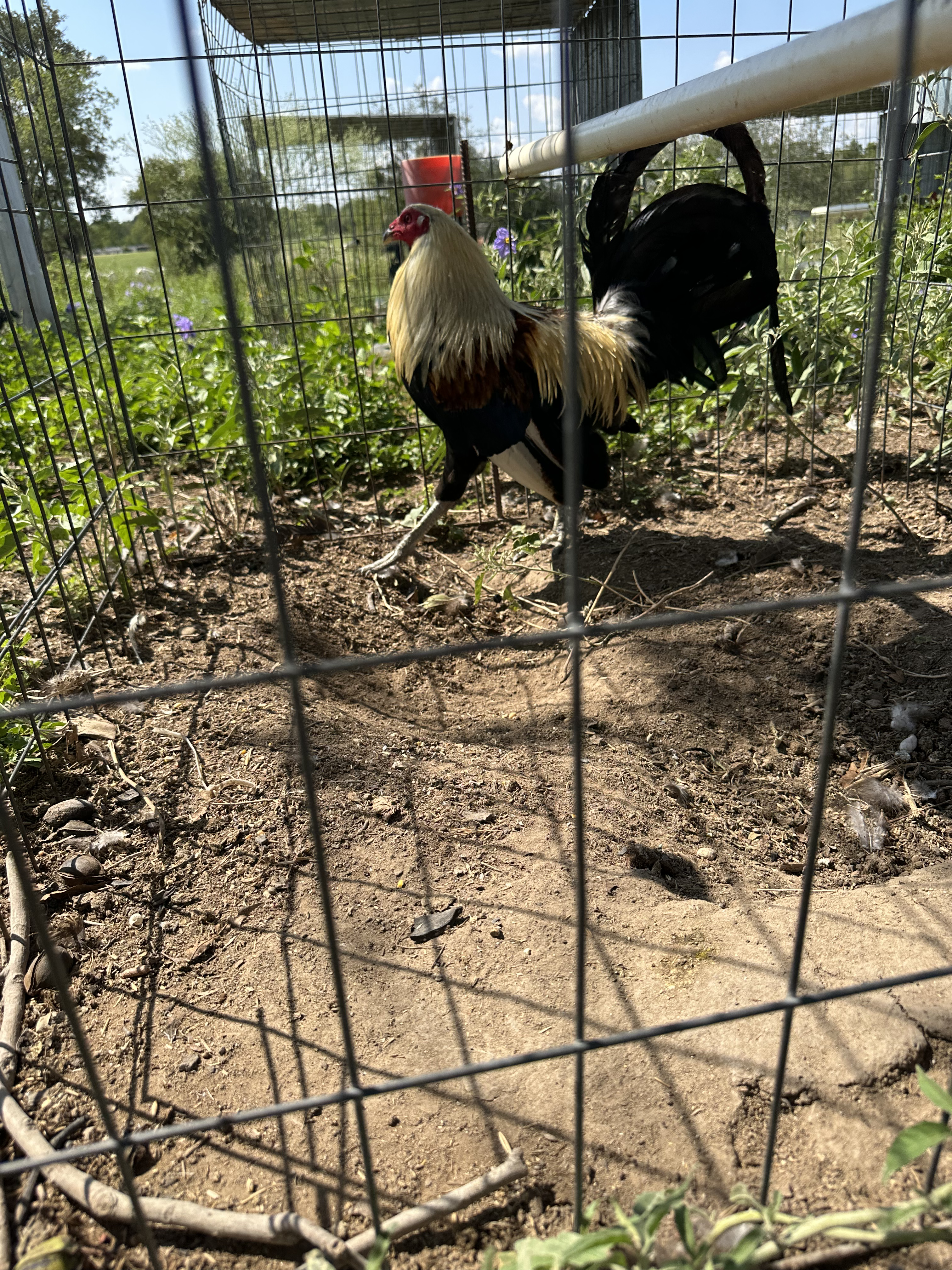 Grey Cock Image