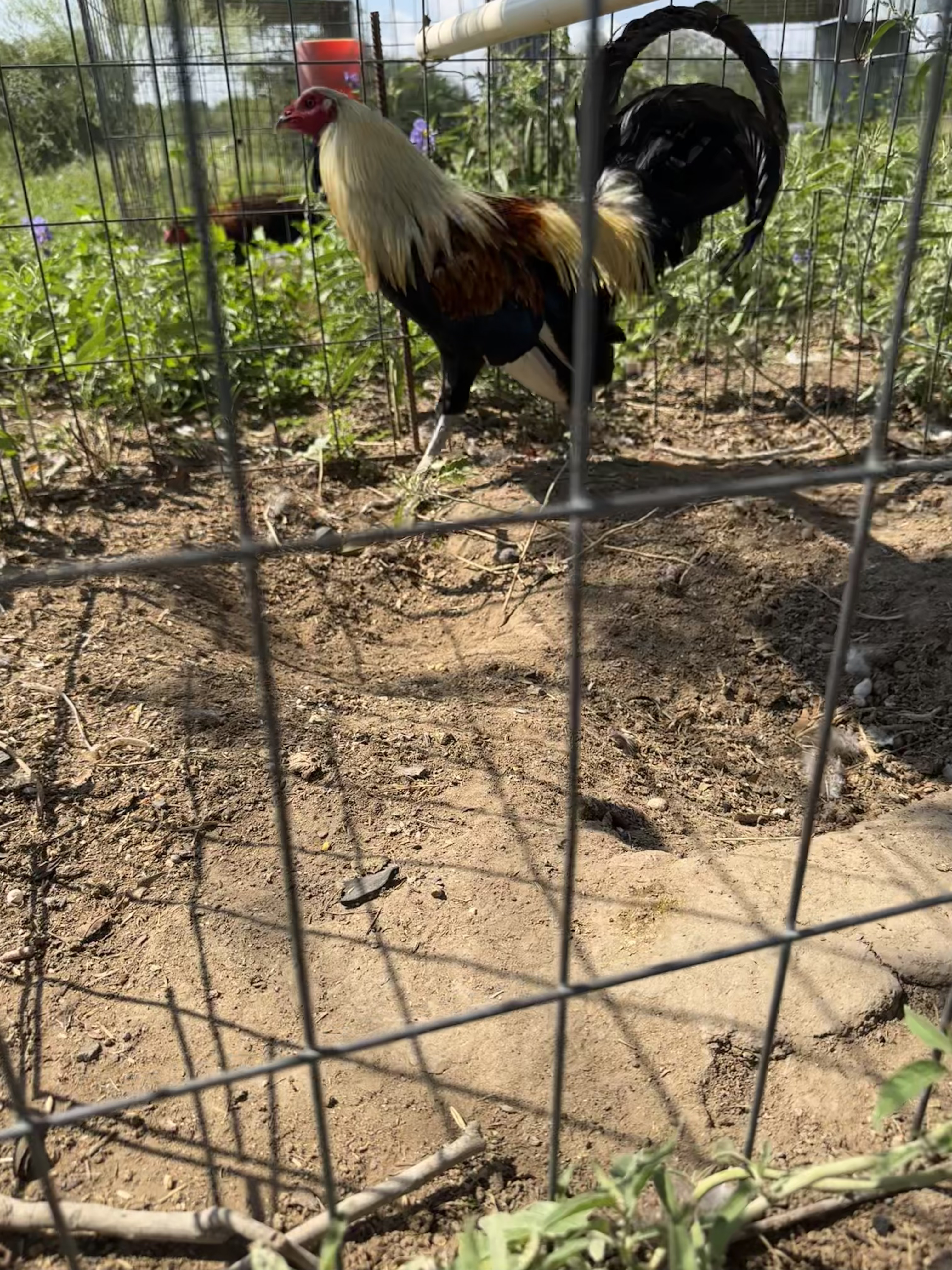 Grey Cock Image