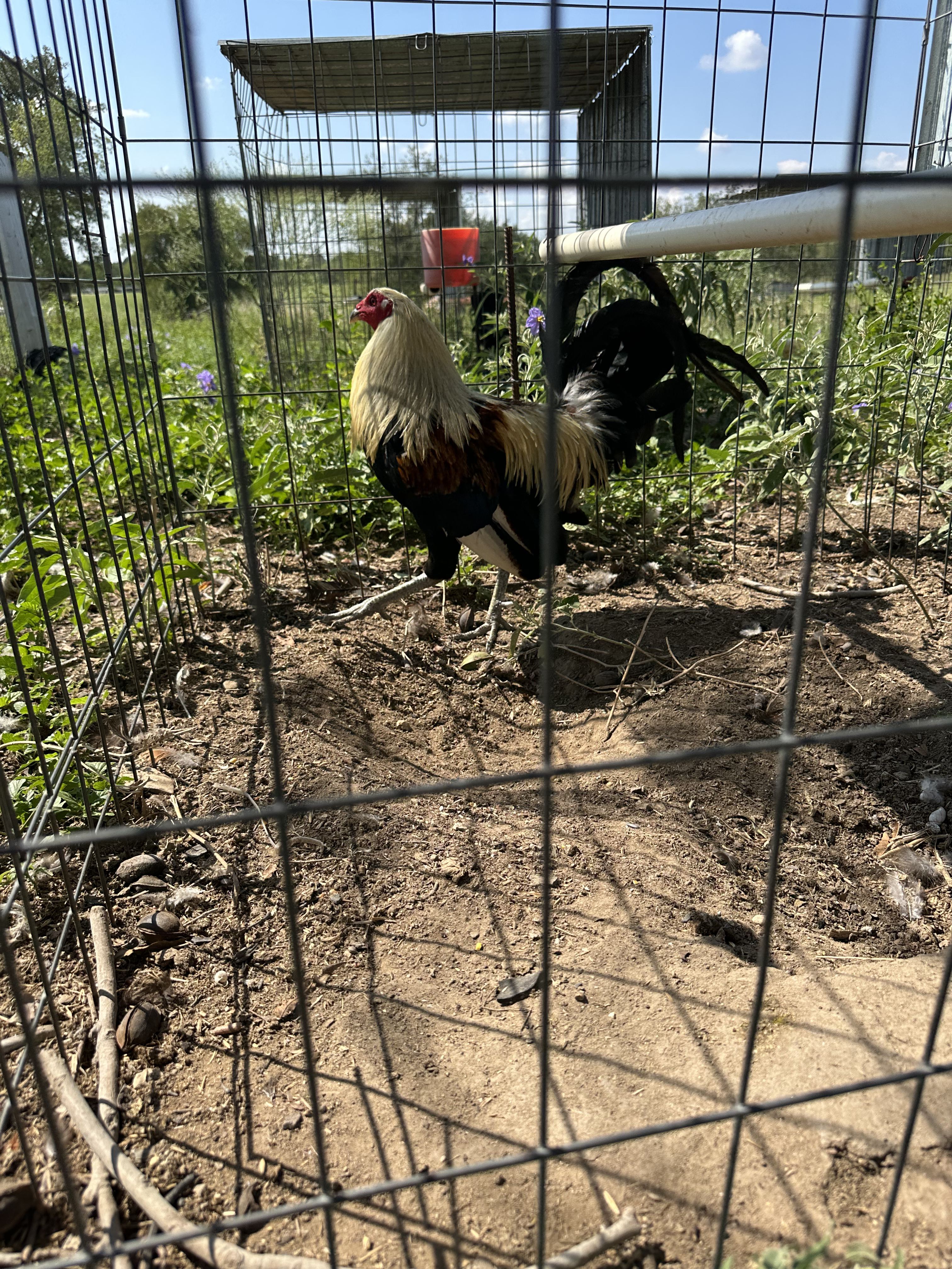 Grey Cock Image