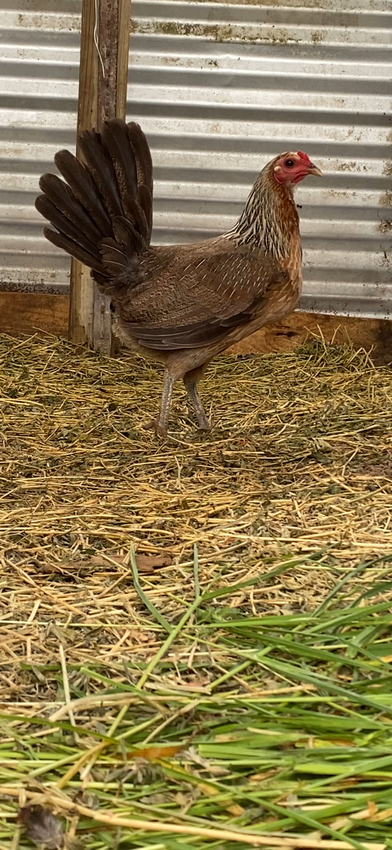 Grey Cock Image