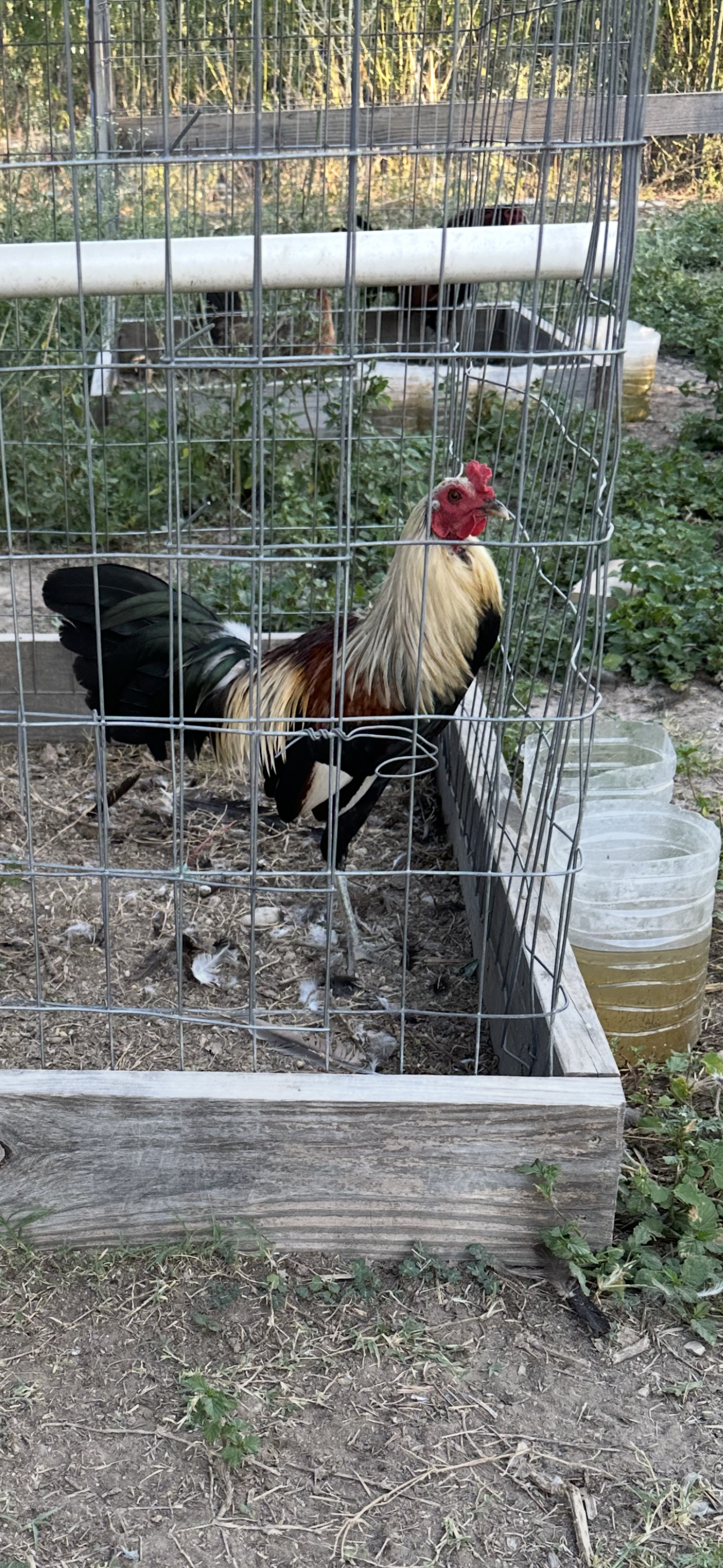 Grey Cock Image