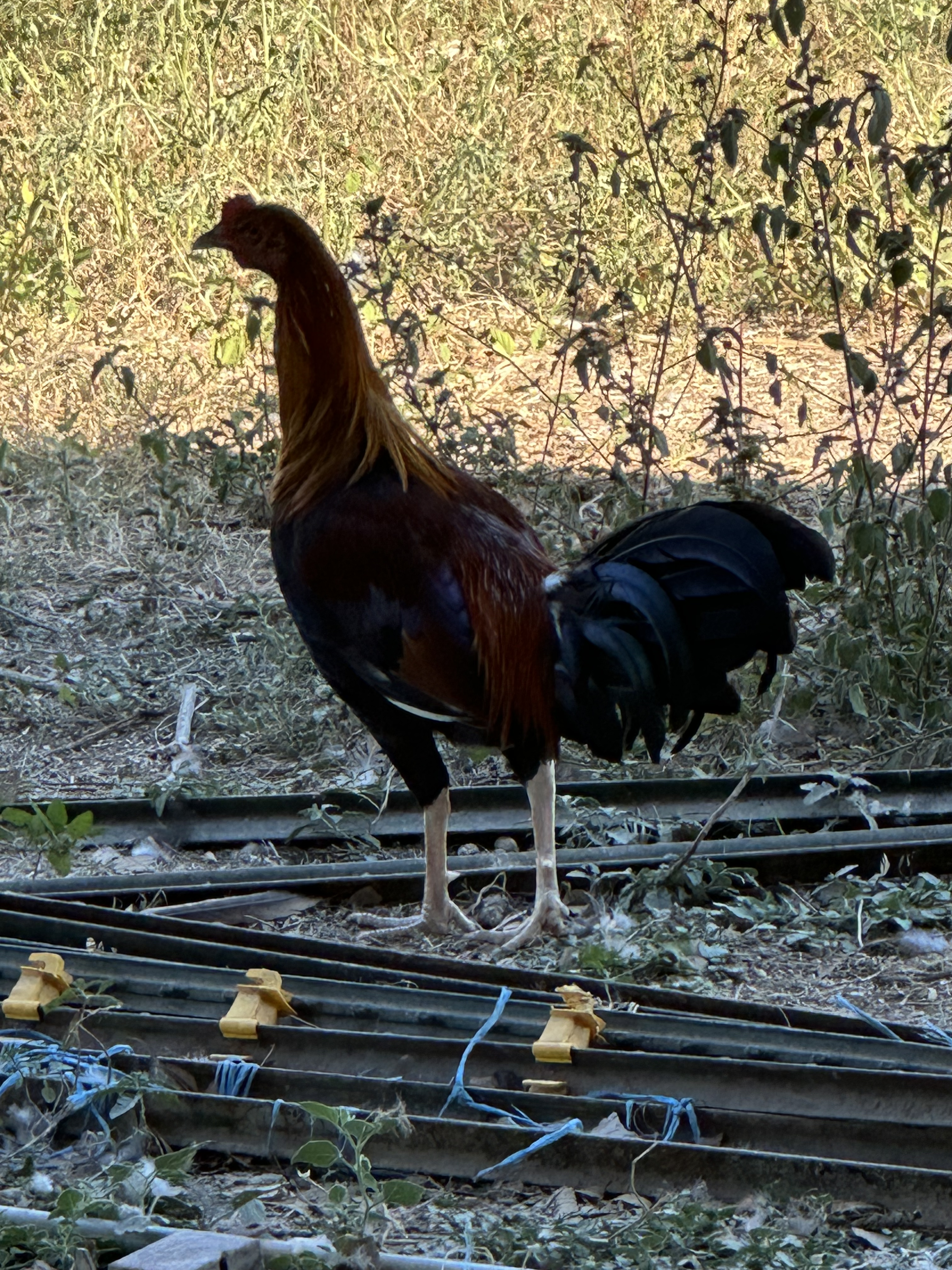 Kelso Cock Image