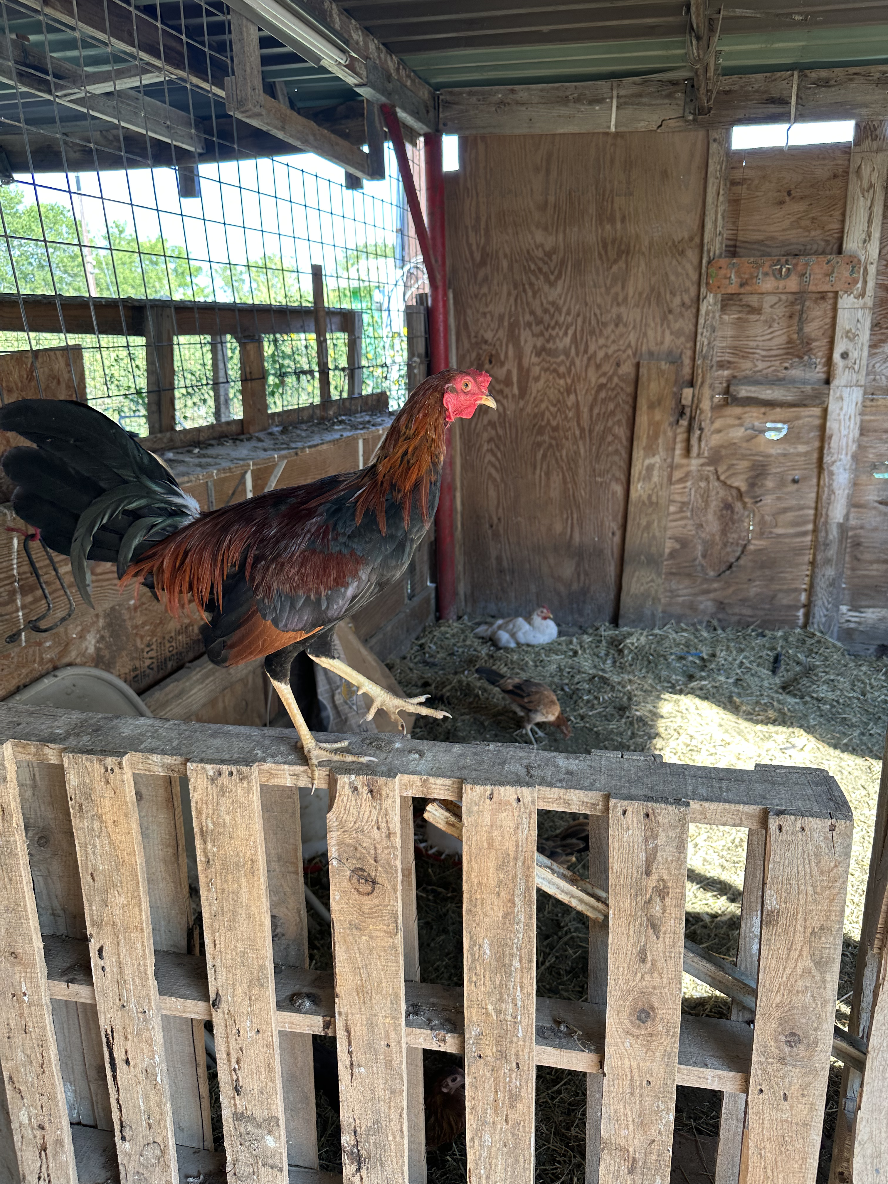 Kelso Cock Image