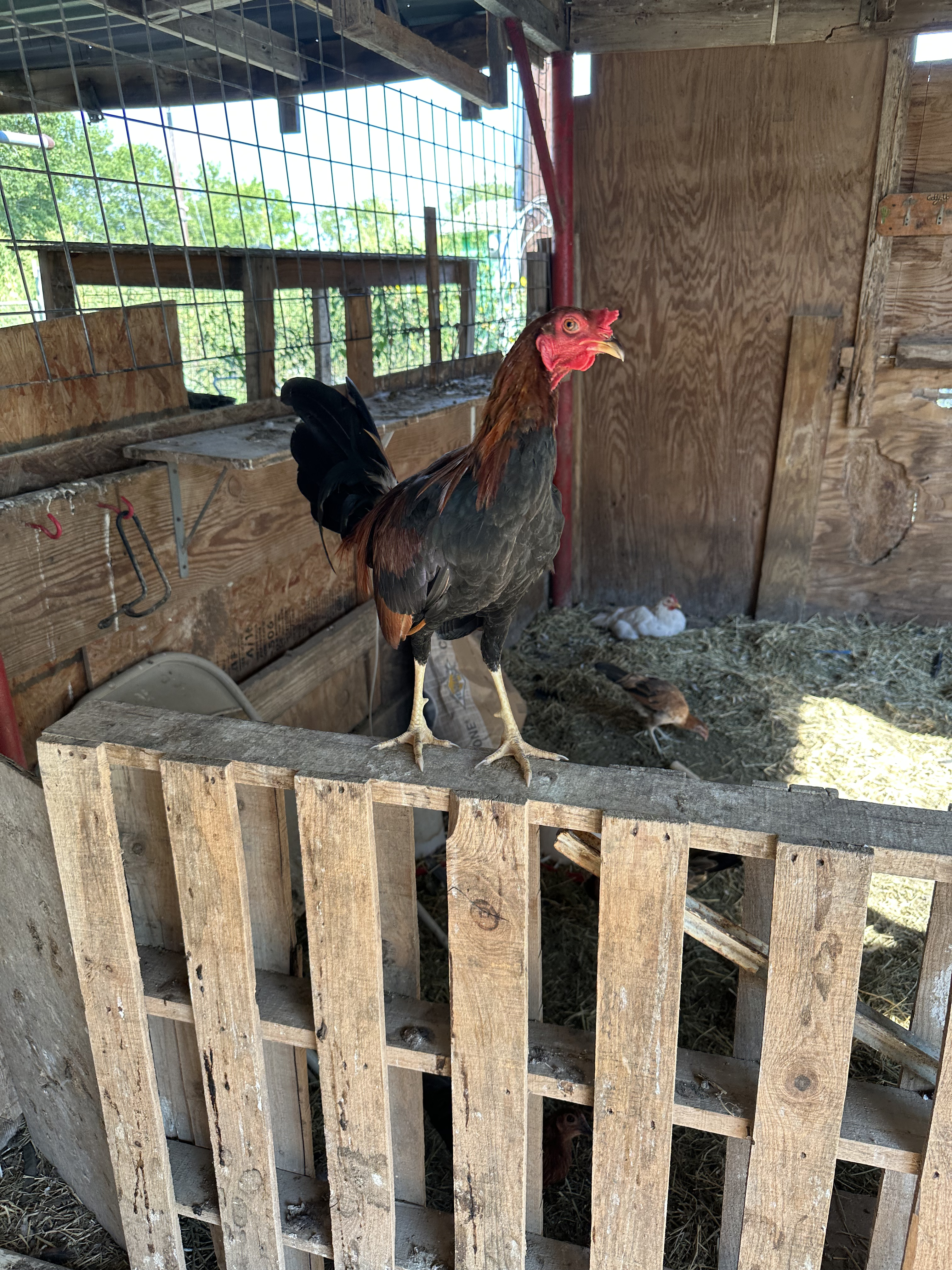 Kelso Cock Image