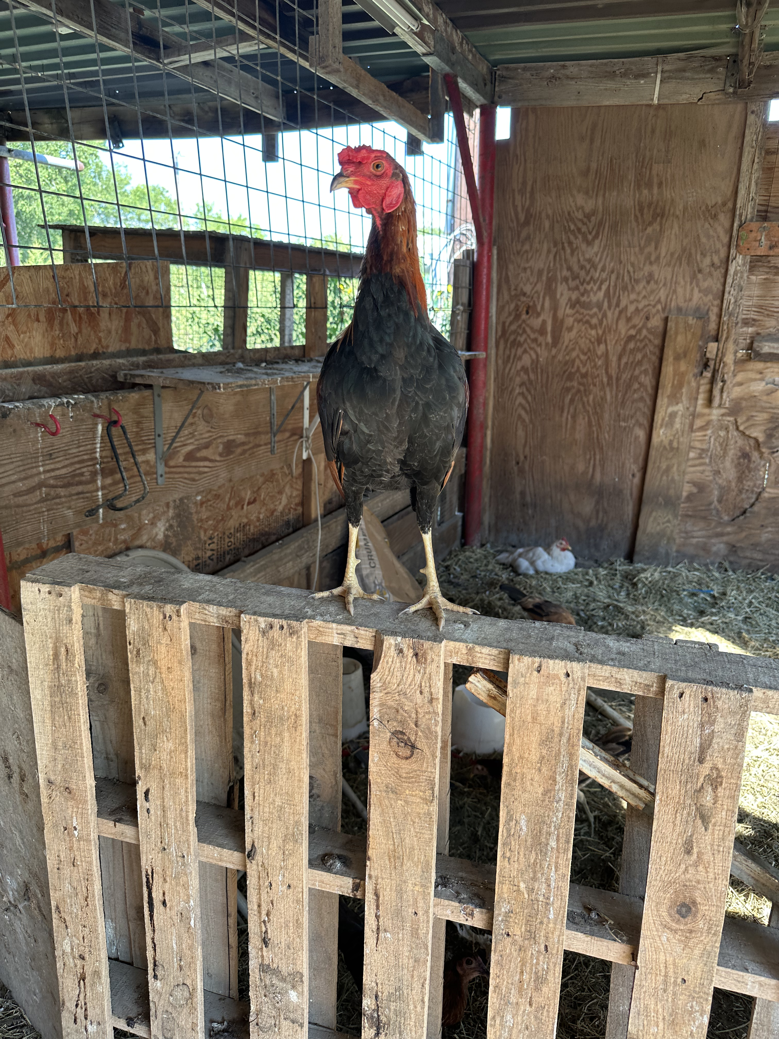 Kelso Cock Image