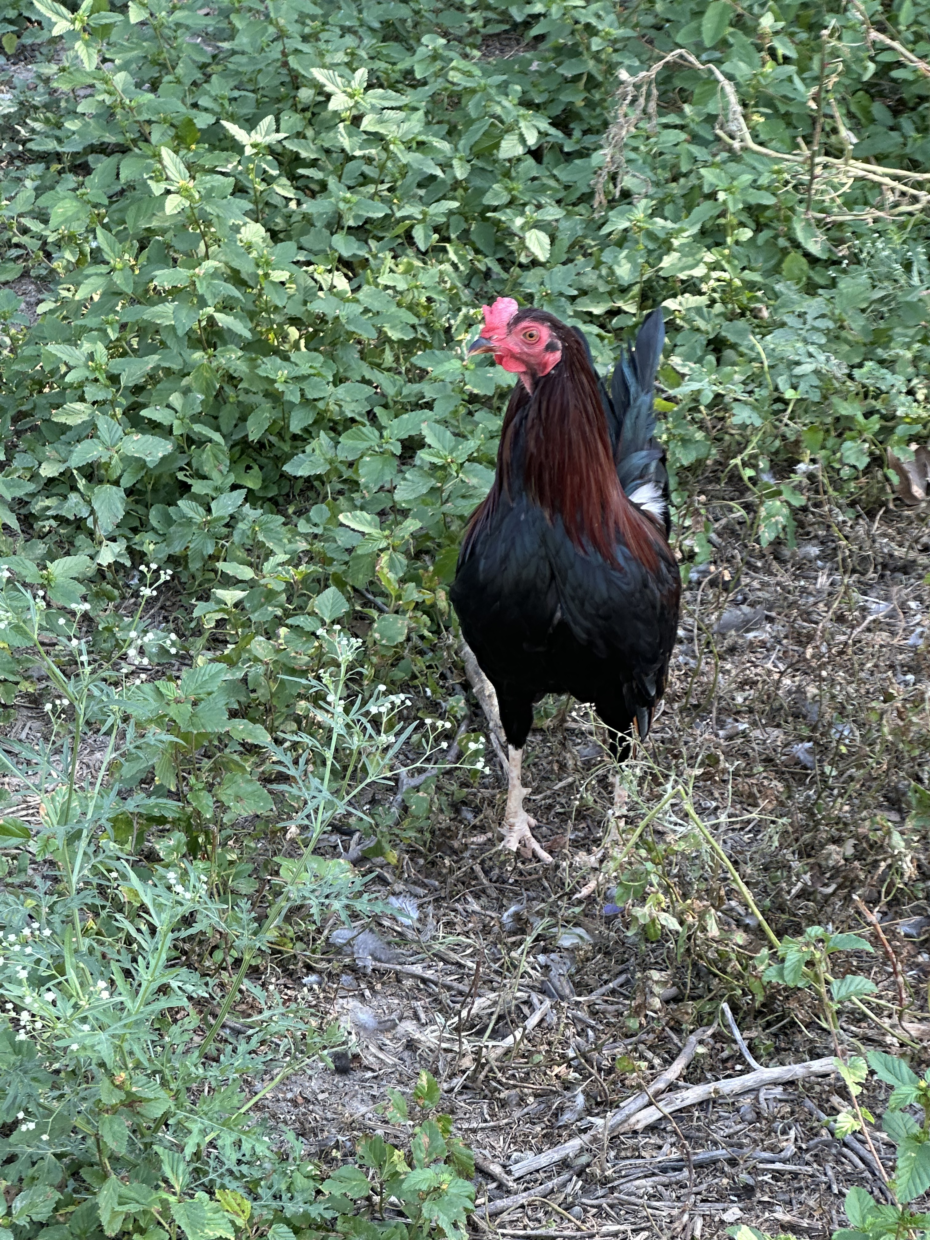 Kelso Cock Image