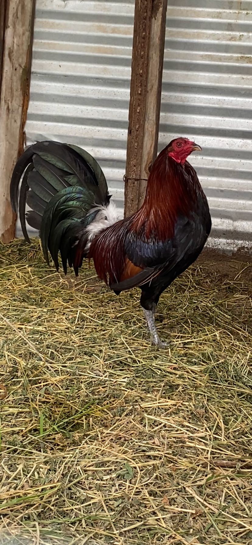 Lieper Cock Image