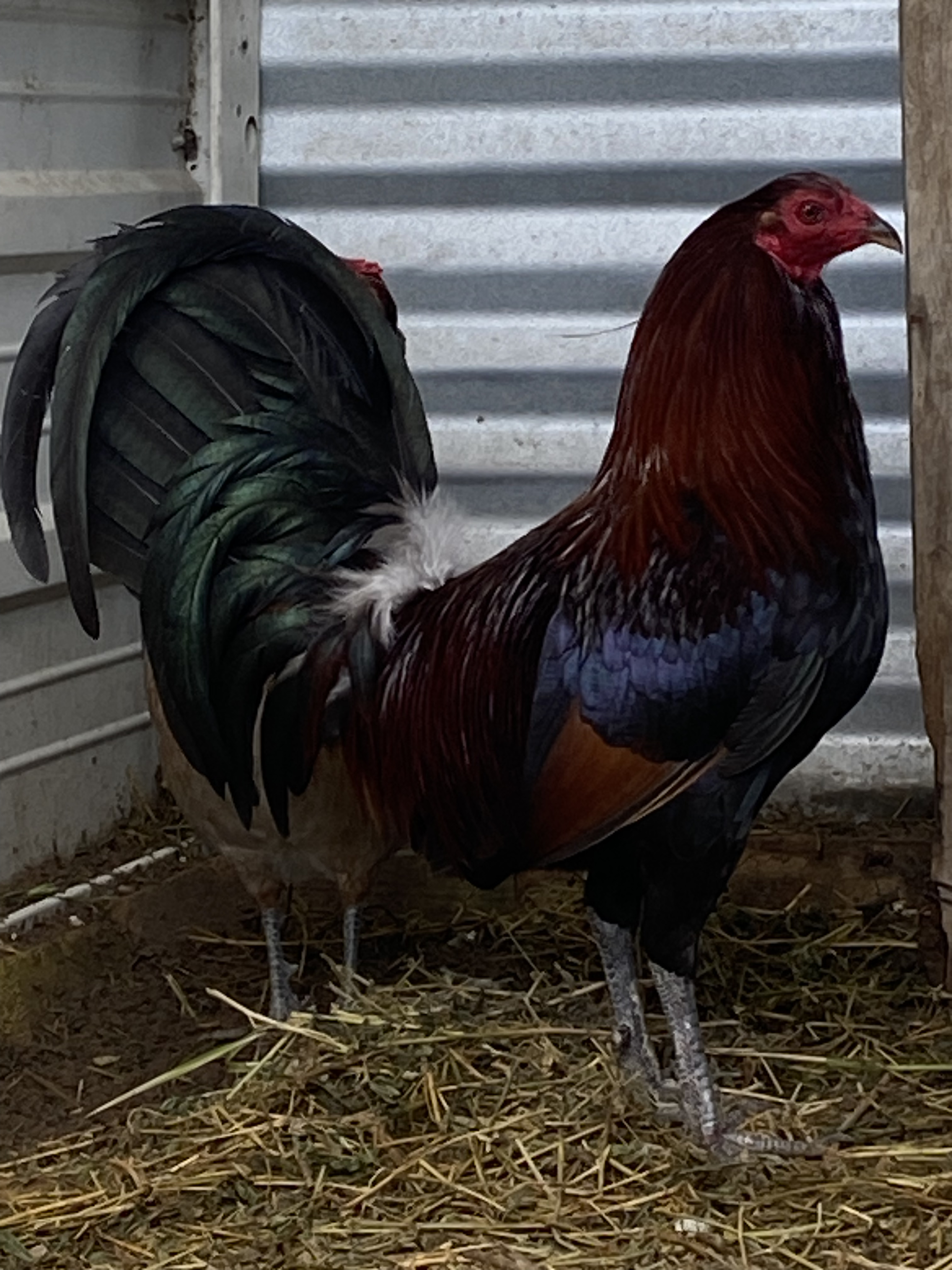 Lieper Cock Image
