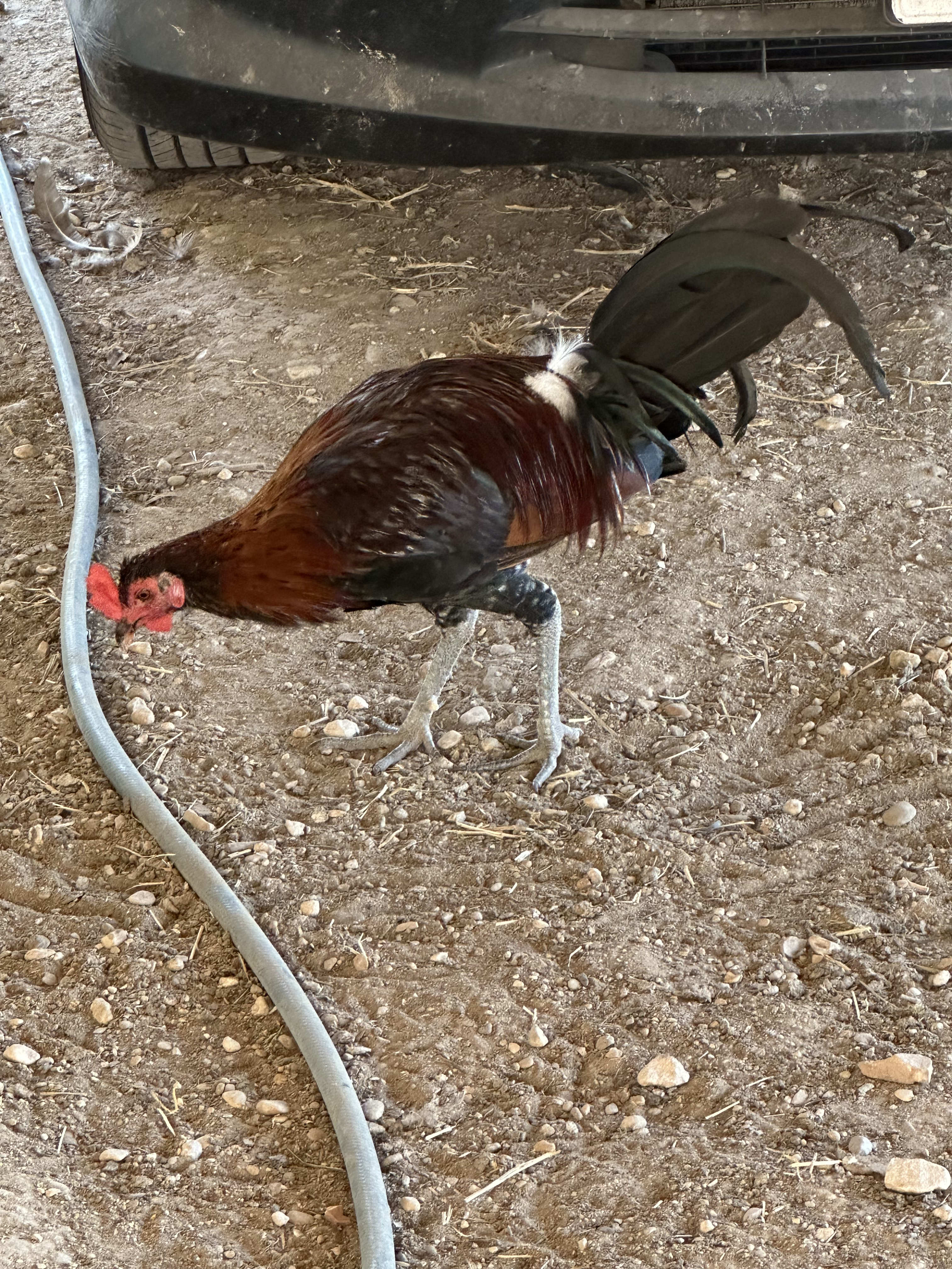 Lieper Cock Image