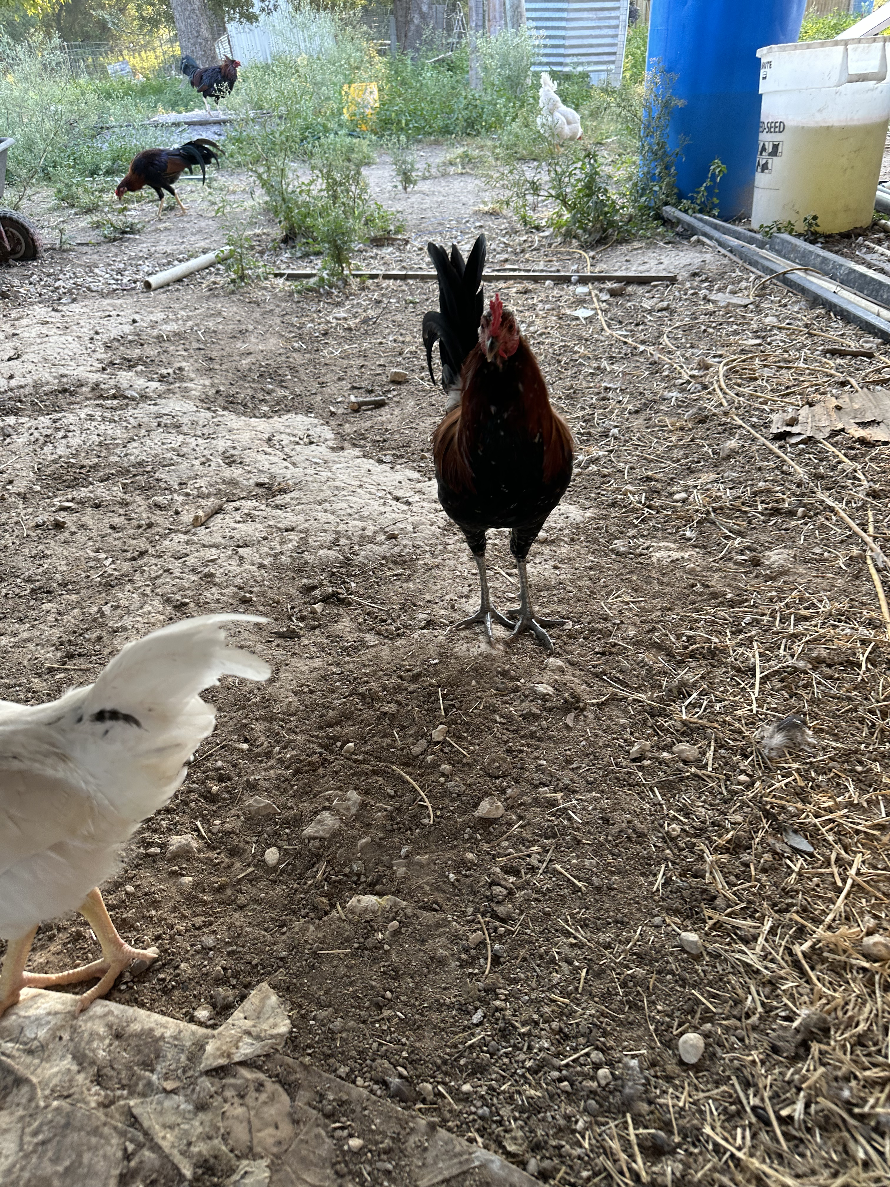 Lieper Cock Image