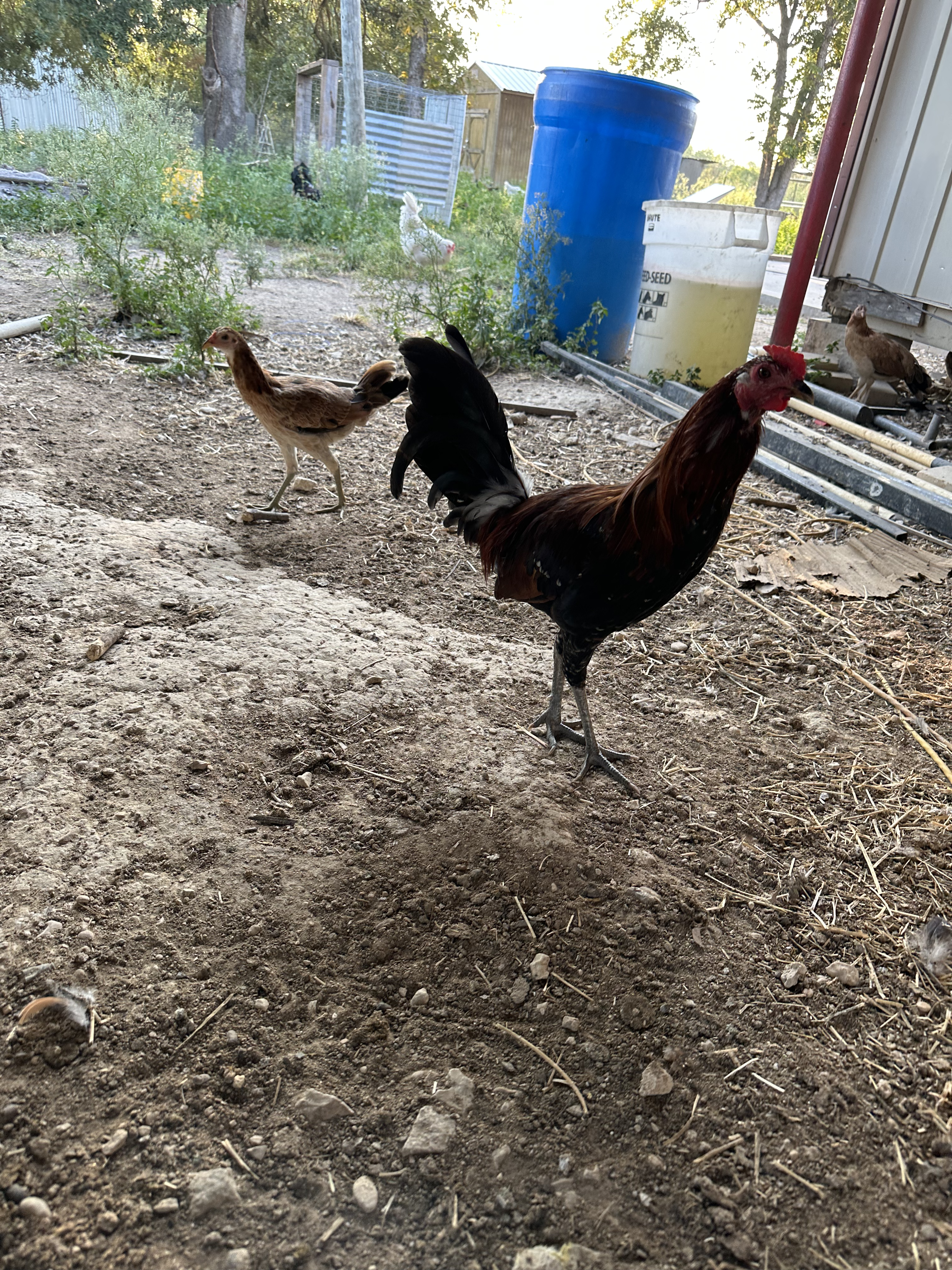 Lieper Cock Image