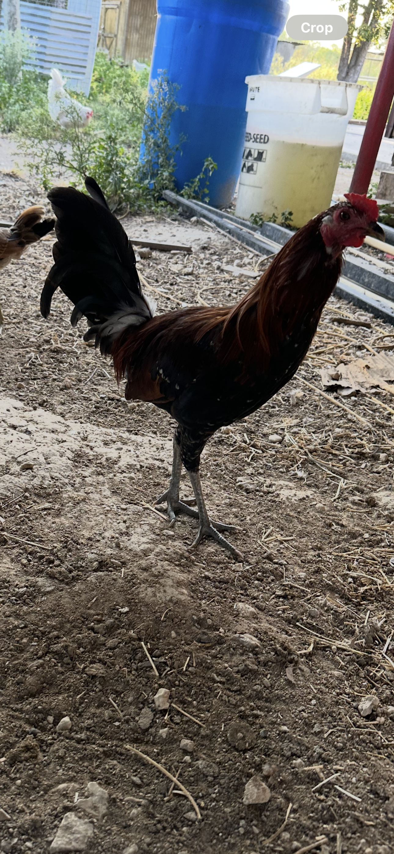 Lieper Cock Image
