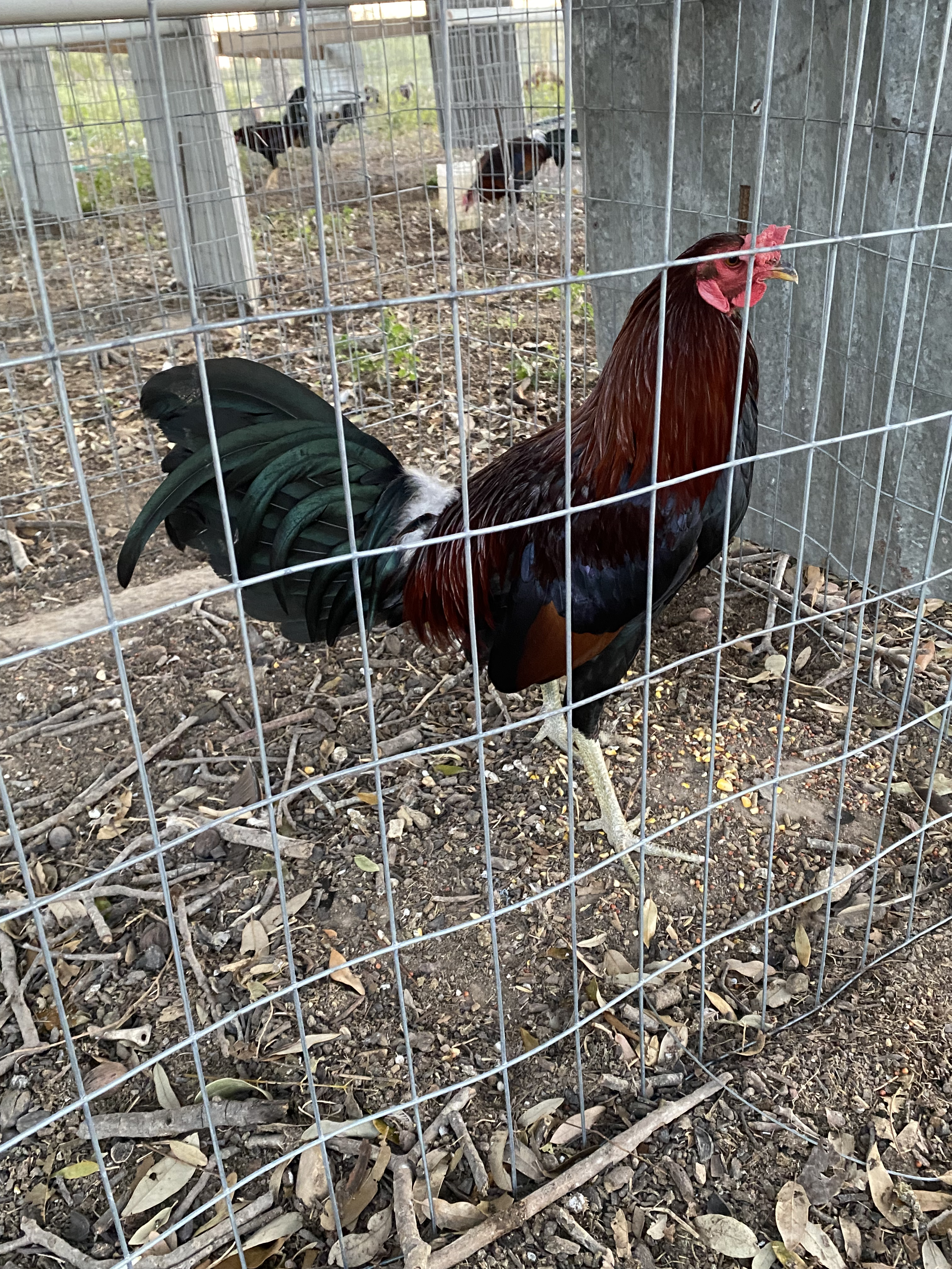 Mclean Cock Image