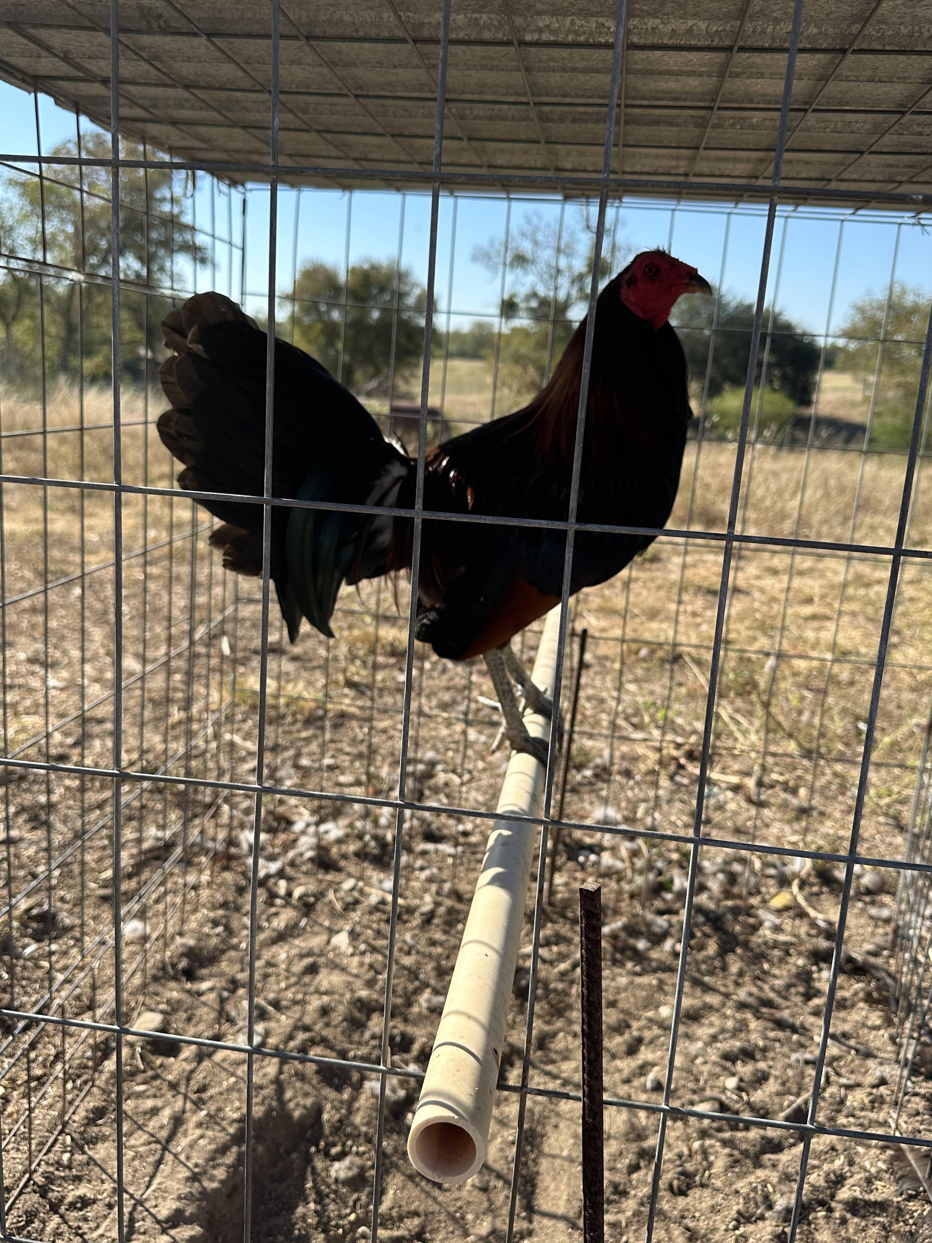 Mclean Cock Image