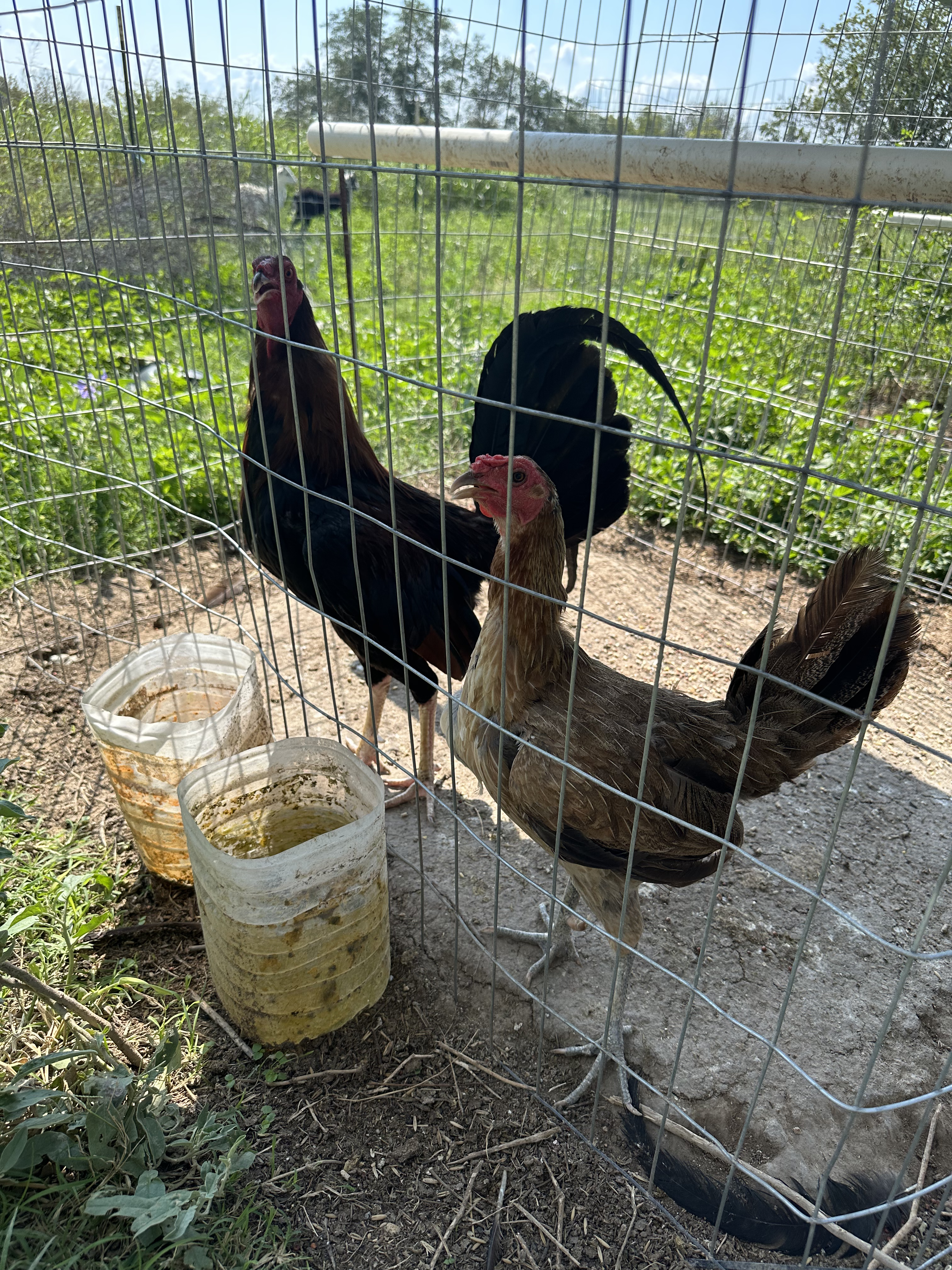 Mclean Cock Image