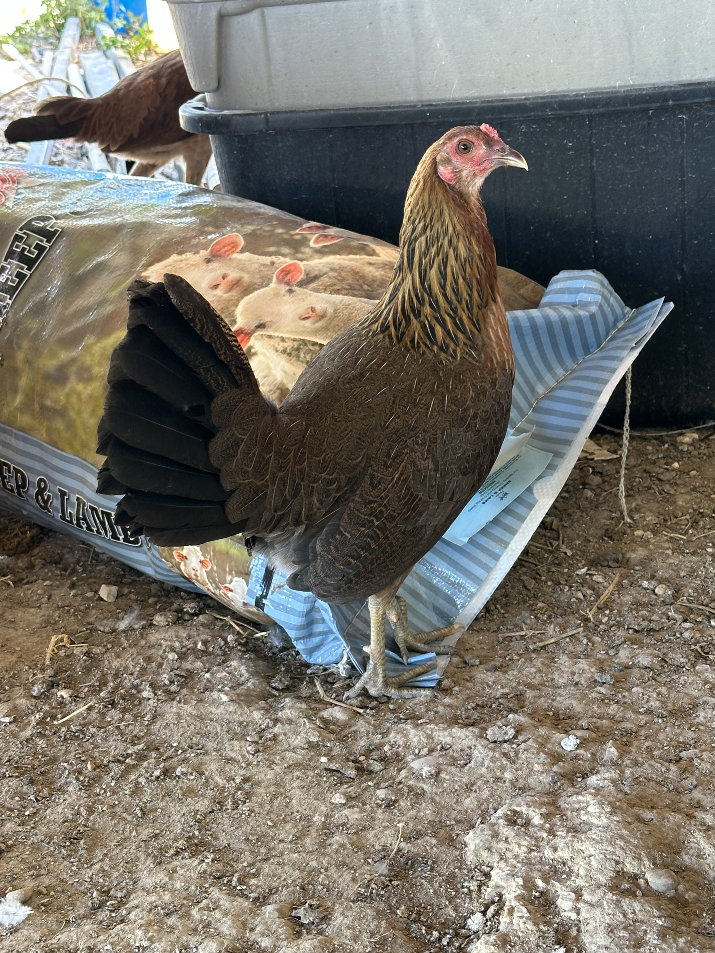 Mclean Cock Image