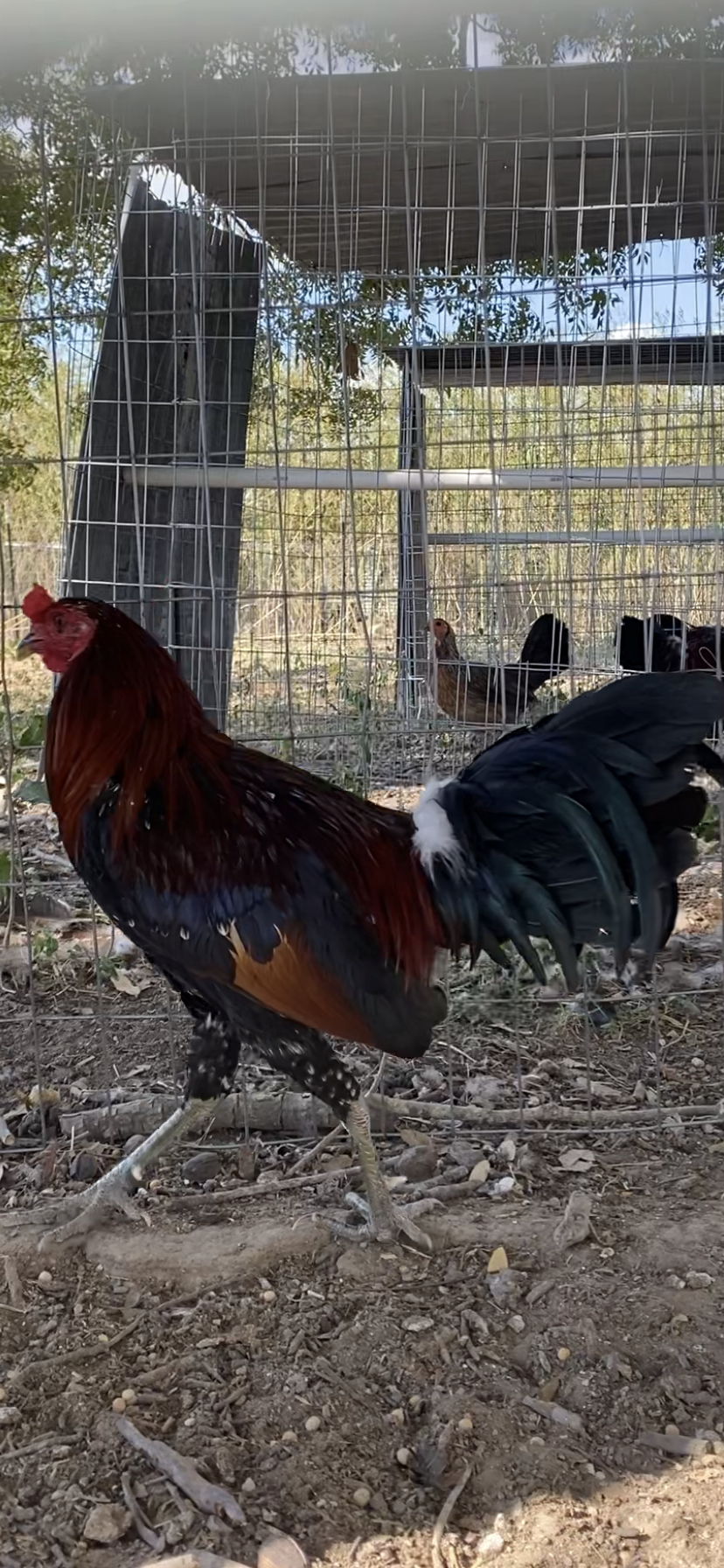 Mclean Cock Image